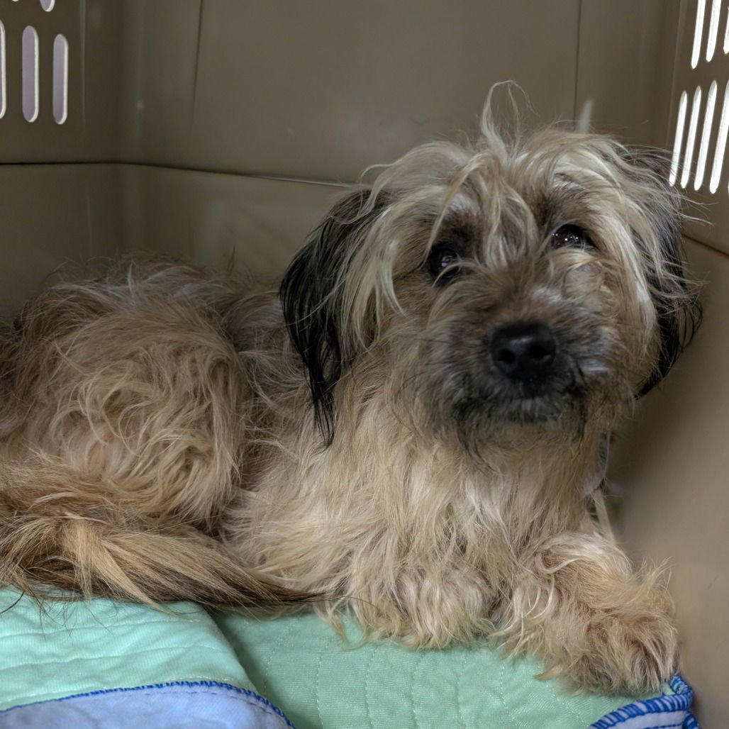 STARBUCKS - Yorkshire Terrier Yorkie / Maltese available for adoption