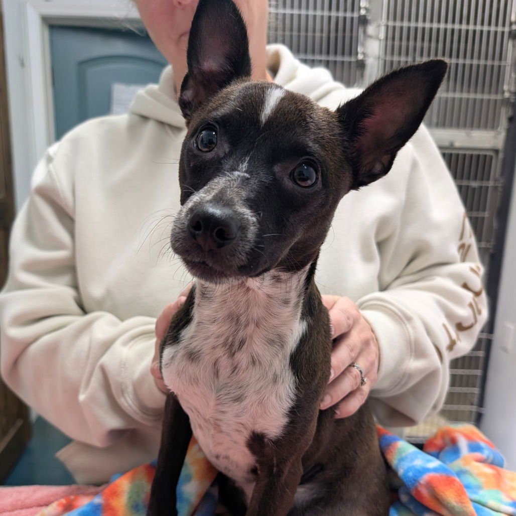 NATALIE - Chihuahua available for adoption