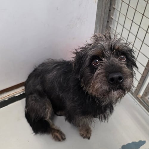 VENELLOPE - Terrier available for adoption