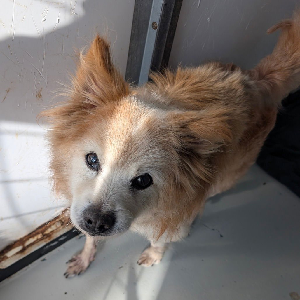 CODY - Pomeranian available for adoption