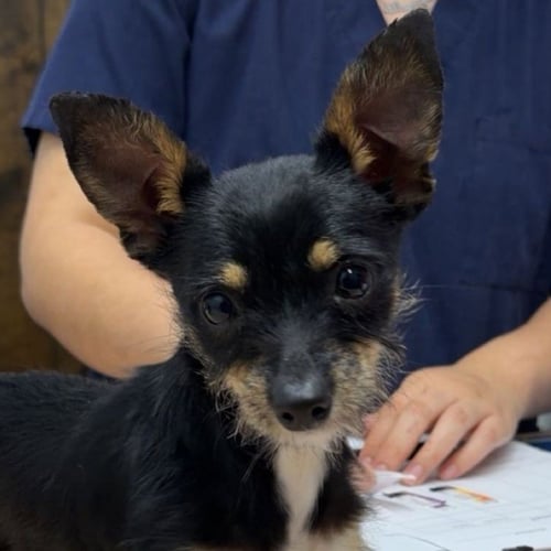 AZALEA - Chihuahua available for adoption