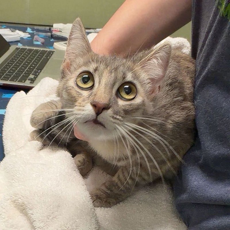 MAGENTA - Domestic Long Hair available for adoption