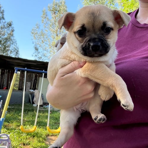 ROBBIN - Chihuahua available for adoption