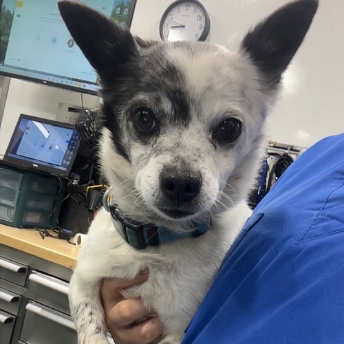 CANYON OAK - Terrier available for adoption