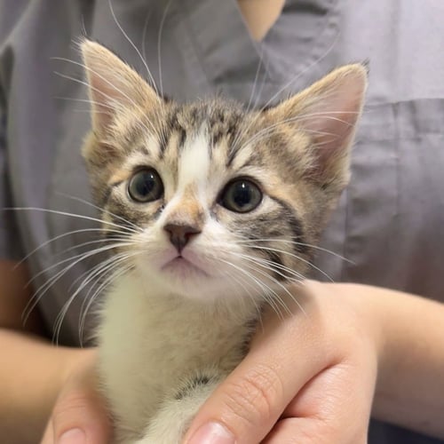 LORENZA - Domestic Short Hair available for adoption