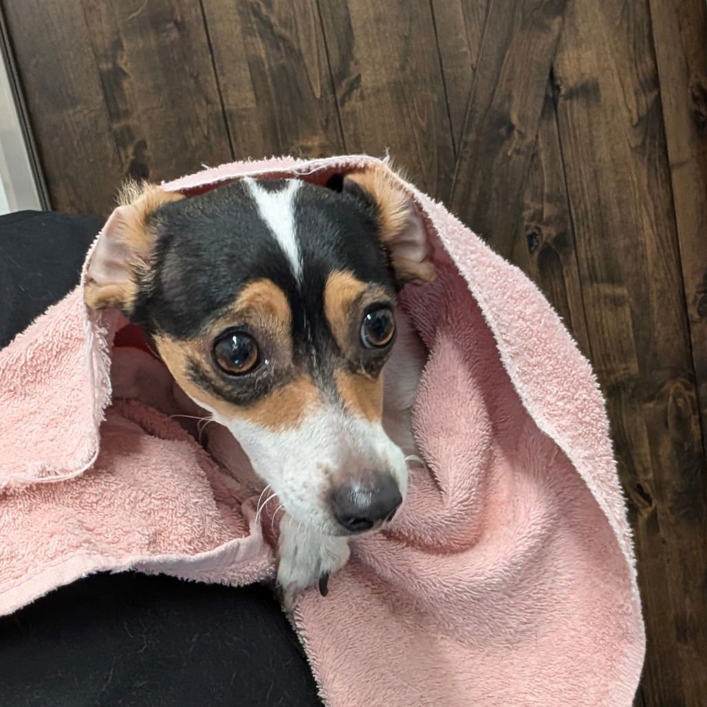 SNARF - Jack Russell Terrier available for adoption