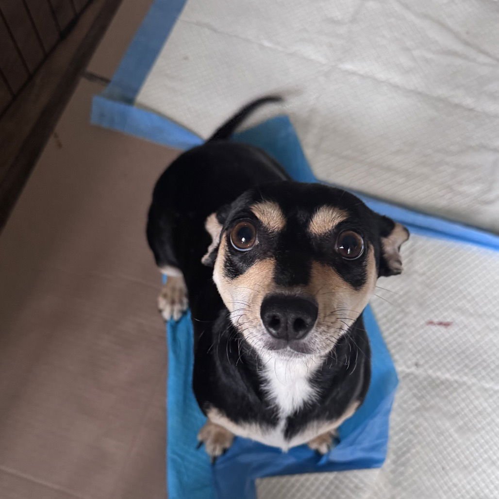 PINEAPPLE - Dachshund / Chihuahua available for adoption