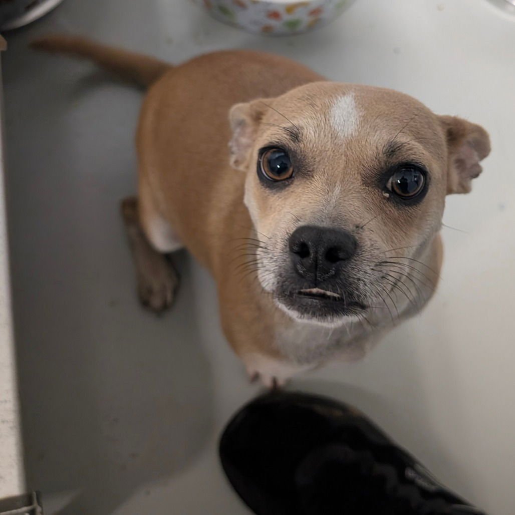 MAPLE - Chihuahua available for adoption