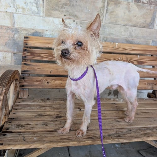 PEANUT - Yorkshire Terrier Yorkie available for adoption