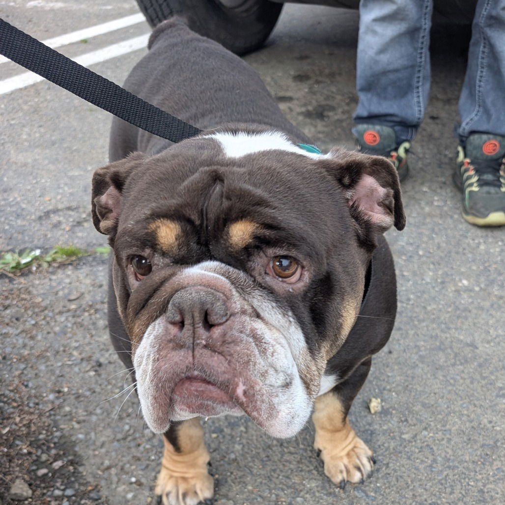 TOOTSIE - French Bulldog available for adoption
