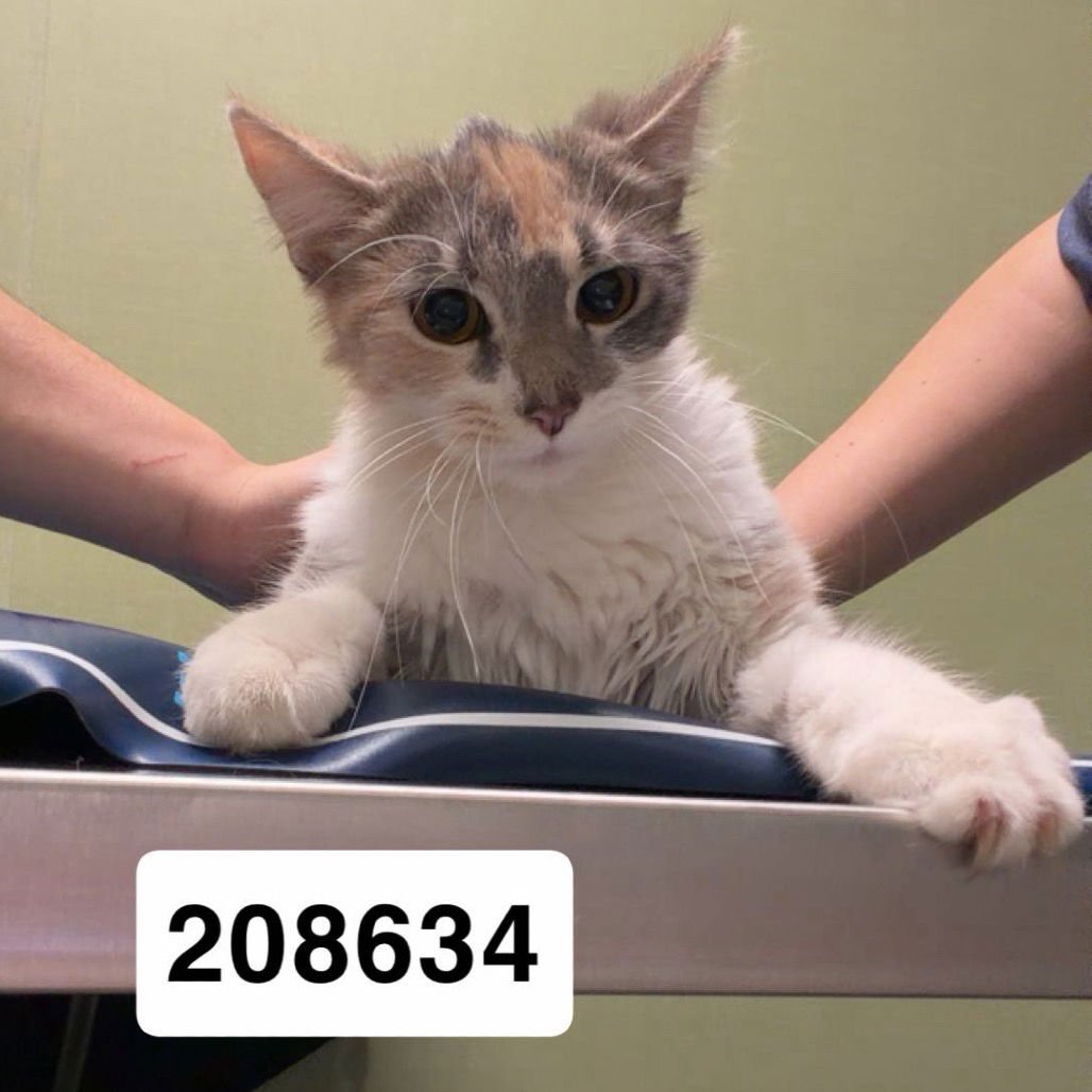 LAVENDER - Domestic Medium Hair available for adoption