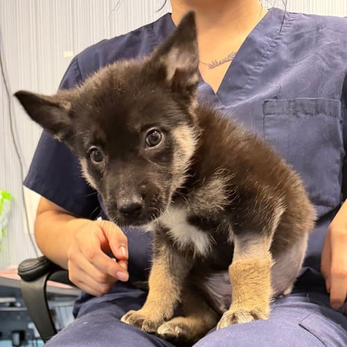 SHARKY - German Shepherd Dog available for adoption