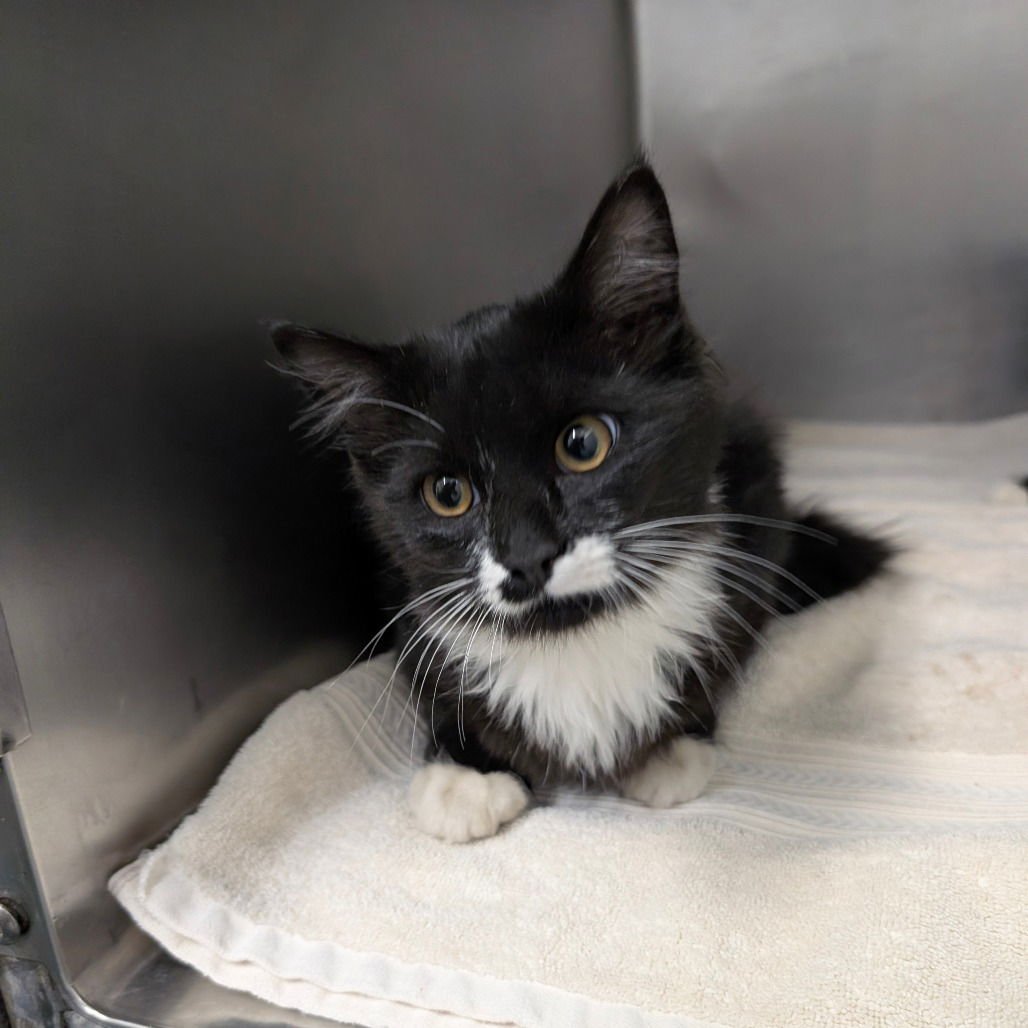 APOLLO - Domestic Long Hair available for adoption