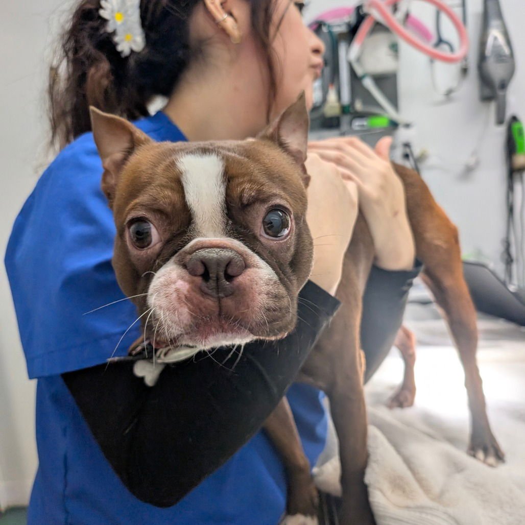 PHILLIP J FRY - Boston Terrier available for adoption