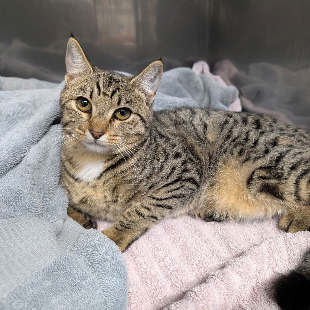 GODZILLA - Domestic Short Hair available for adoption