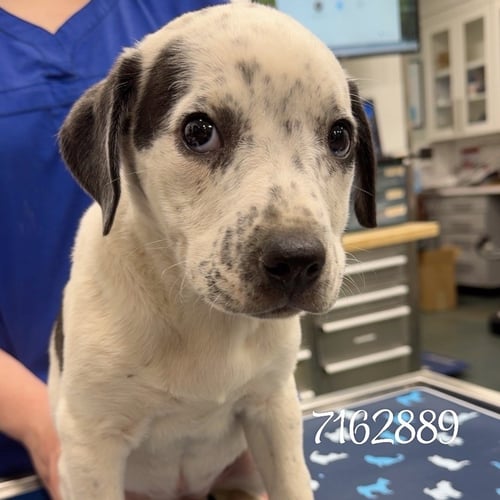 TILLY - Cattle Dog available for adoption