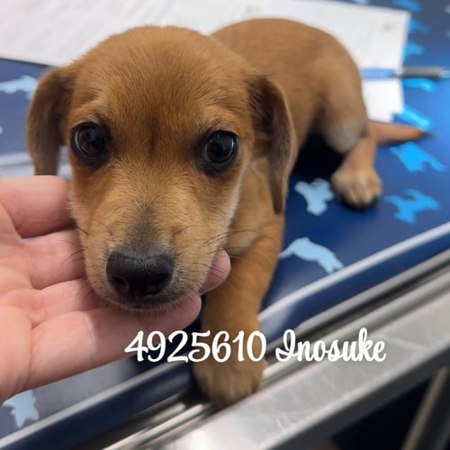 INOSUKE - Chihuahua / Terrier available for adoption
