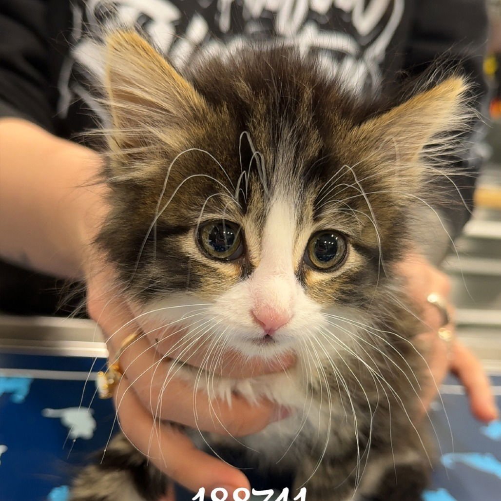 PRINCESS AURORA - Domestic Medium Hair available for adoption