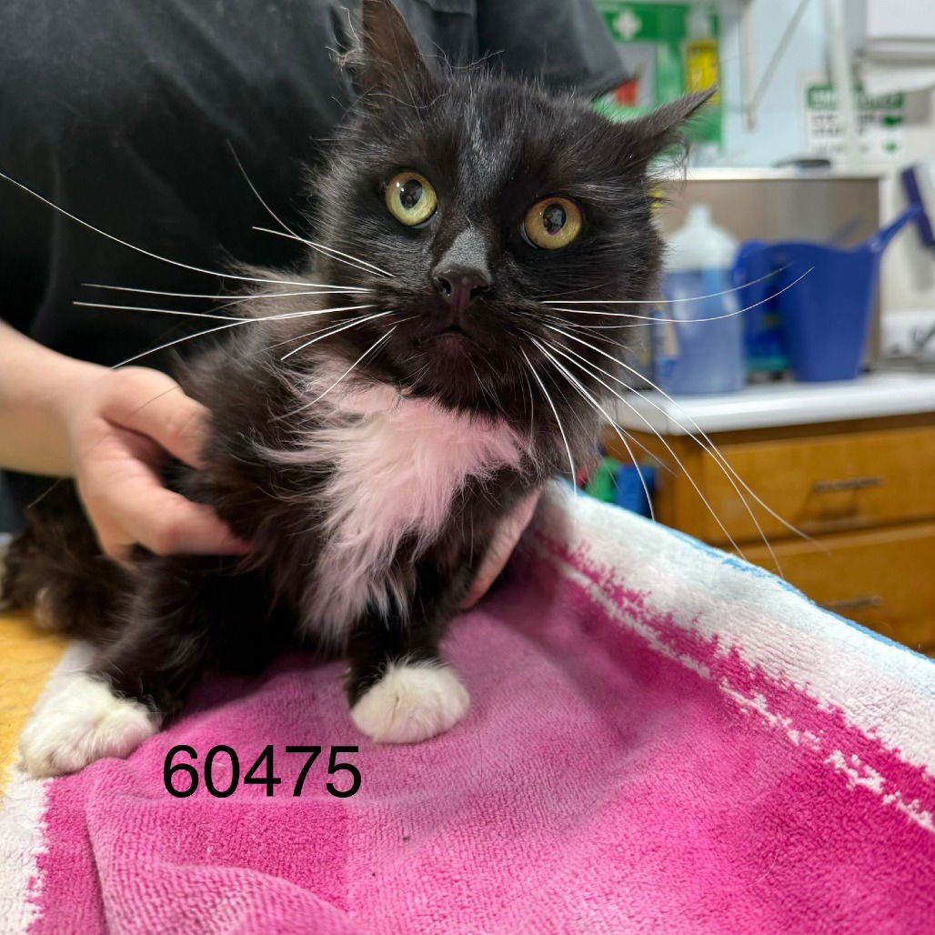 DORIS - Domestic Medium Hair available for adoption