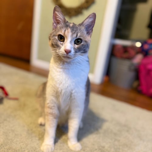 CLEO - Domestic Short Hair available for adoption