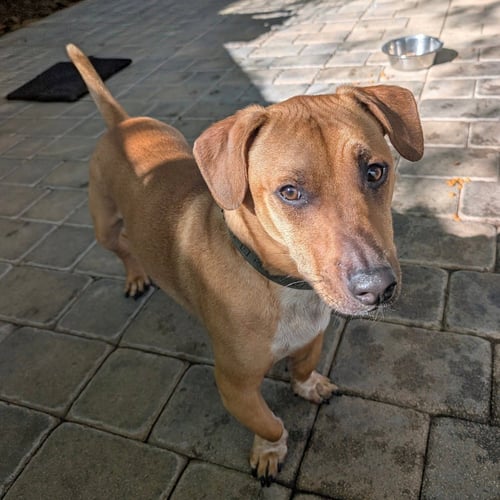 BOGART - Dachshund / Black Mouth Cur available for adoption