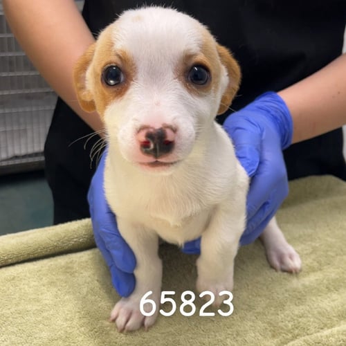 DRAVEN - Dachshund available for adoption