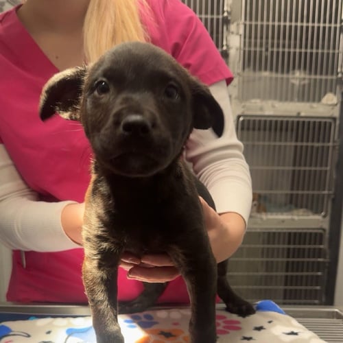 RUSS - Black Labrador Retriever / American Bulldog available for adoption