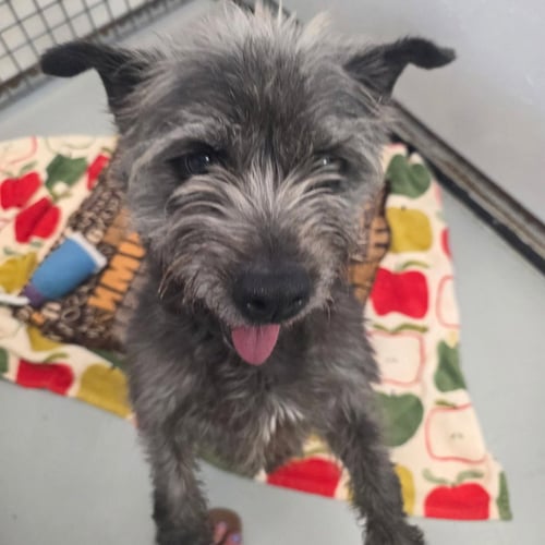 ESKIMO PIE - Skye Terrier available for adoption
