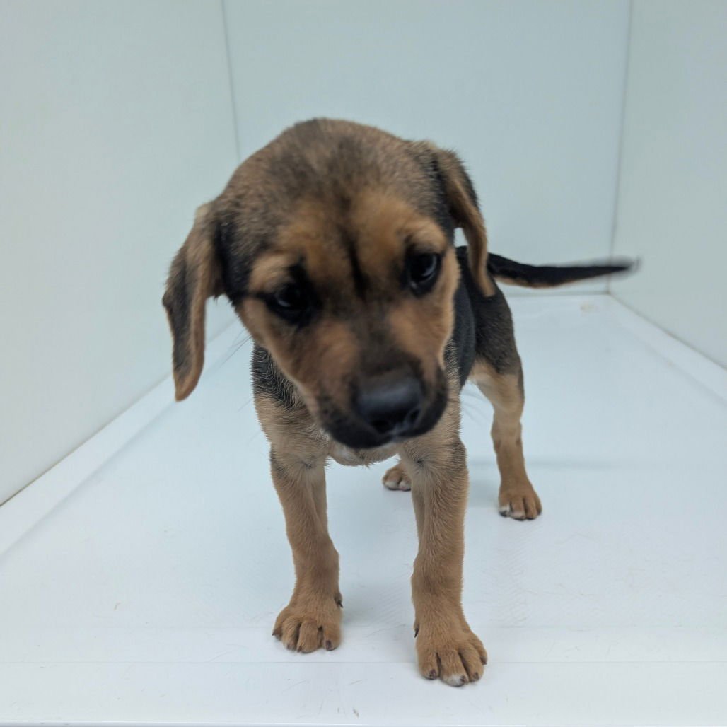 SRIRACHA - Chihuahua / Shepherd available for adoption