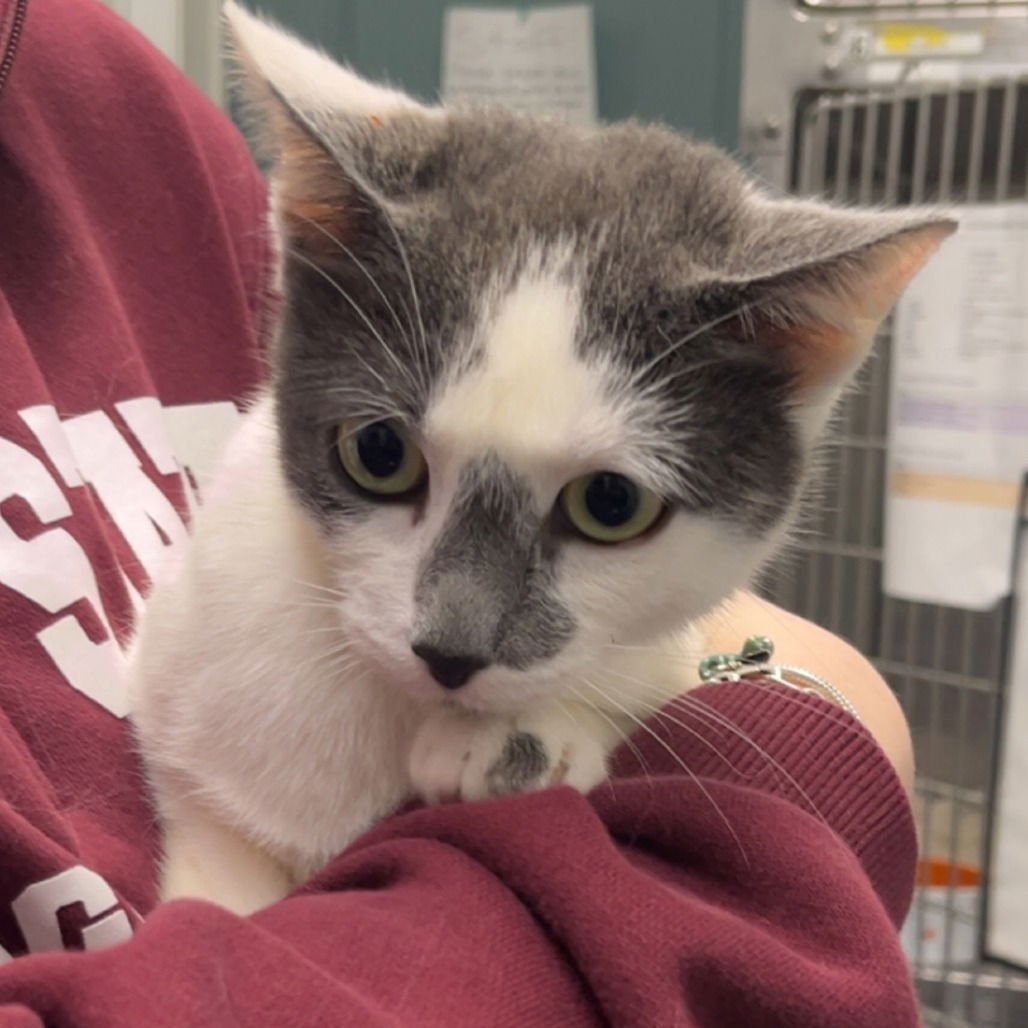 LUTRA - Domestic Short Hair available for adoption