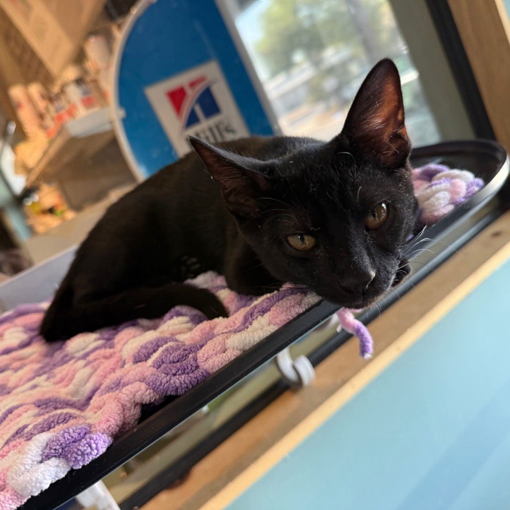 ONYX - Domestic Short Hair available for adoption