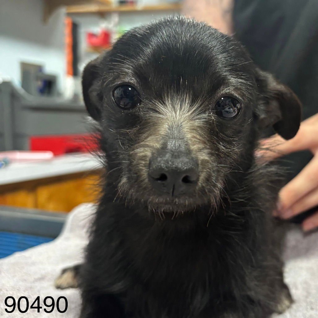 LICORICE - Rat Terrier available for adoption