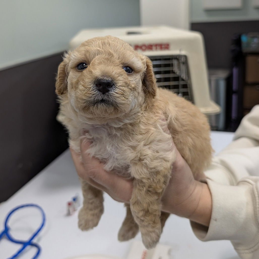 LATTE - Yorkshire Terrier Yorkie available for adoption