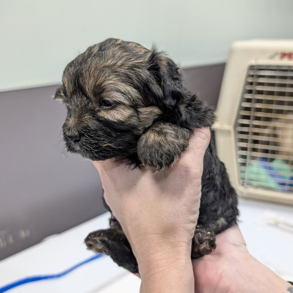 MACCHIATO - Yorkshire Terrier Yorkie available for adoption