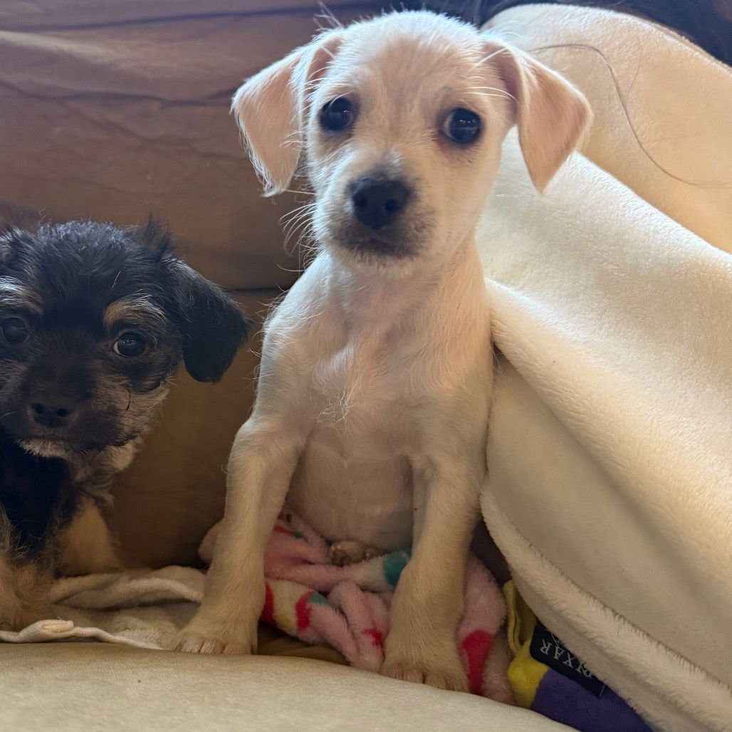 RUDOLPH - Terrier / Chihuahua available for adoption