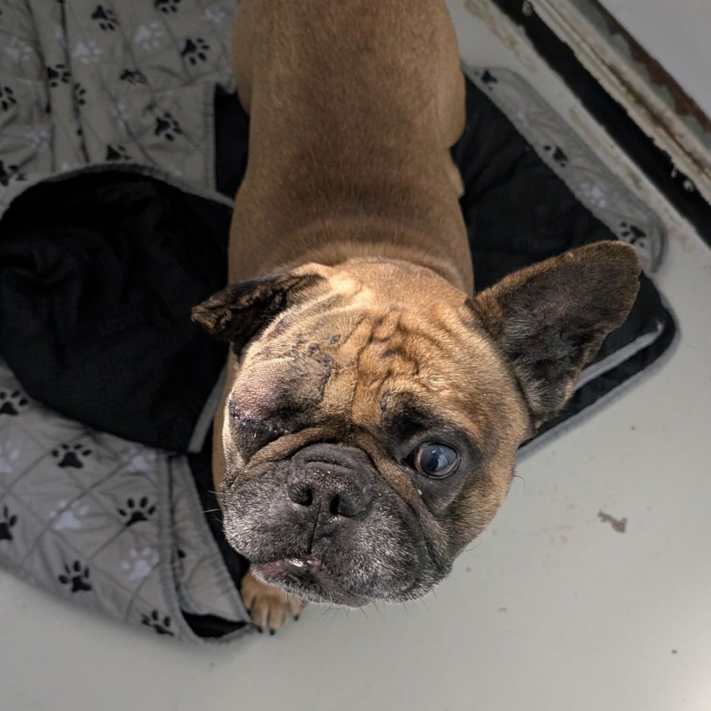 WIGGINS - Bulldog available for adoption