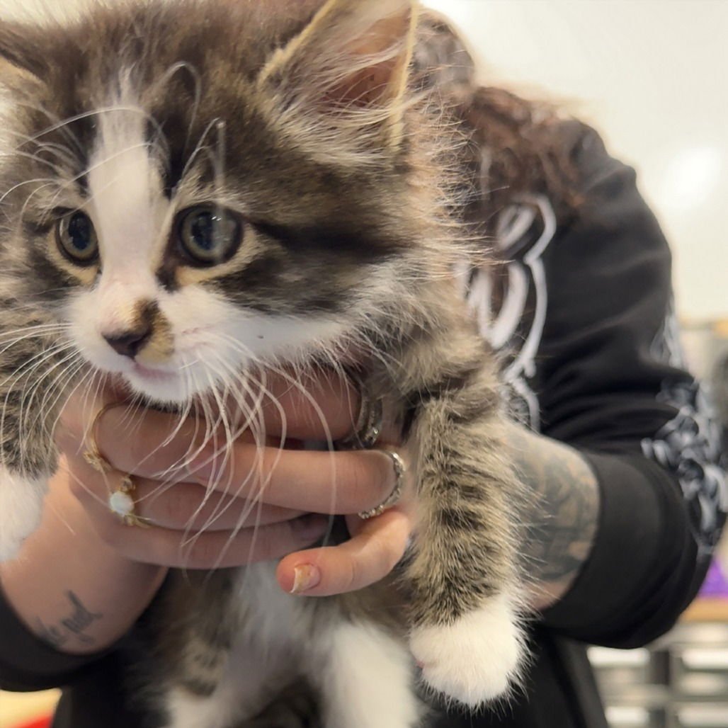 QUEEN ARABELLA - Domestic Medium Hair available for adoption