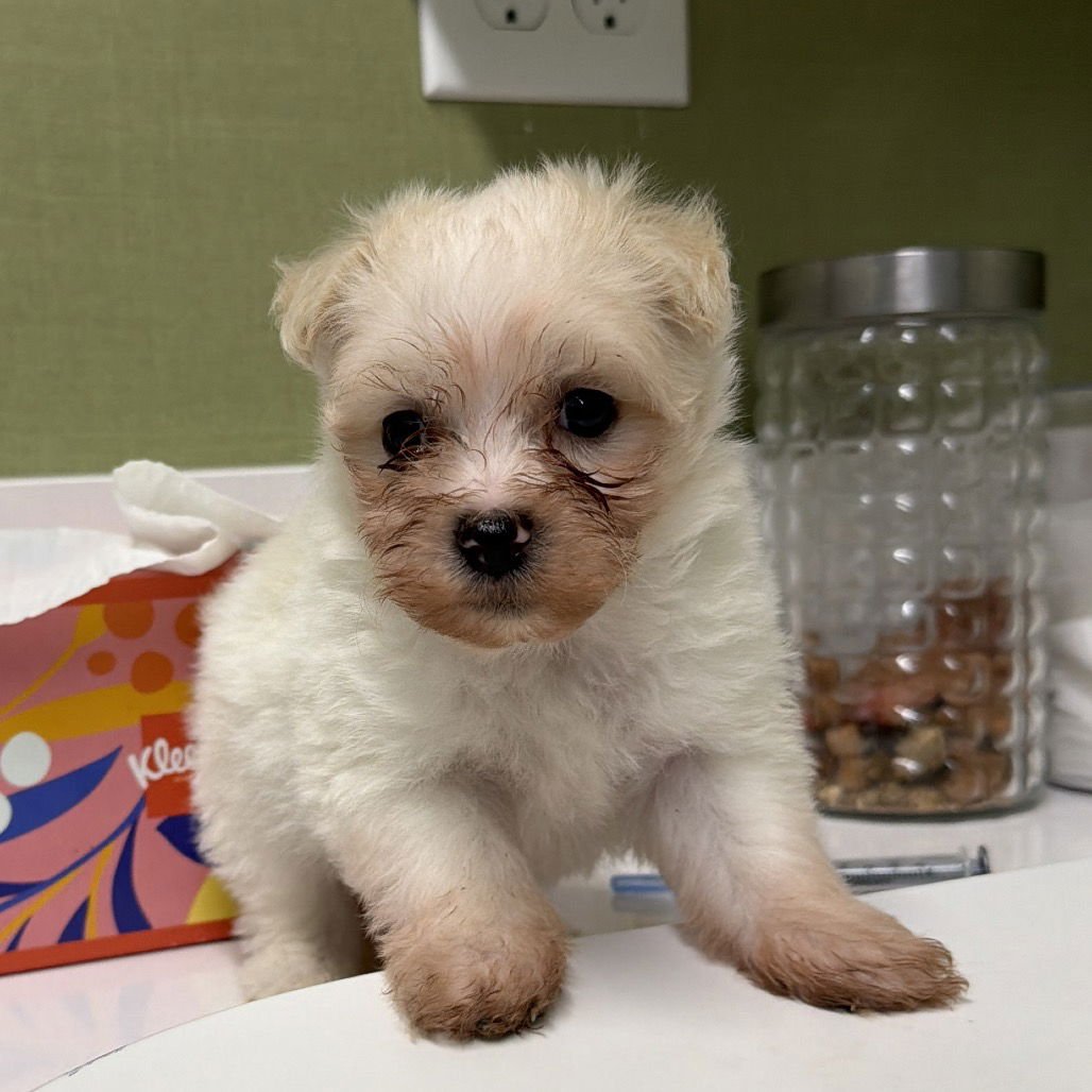 HARRIS - Poodle (Miniature) available for adoption