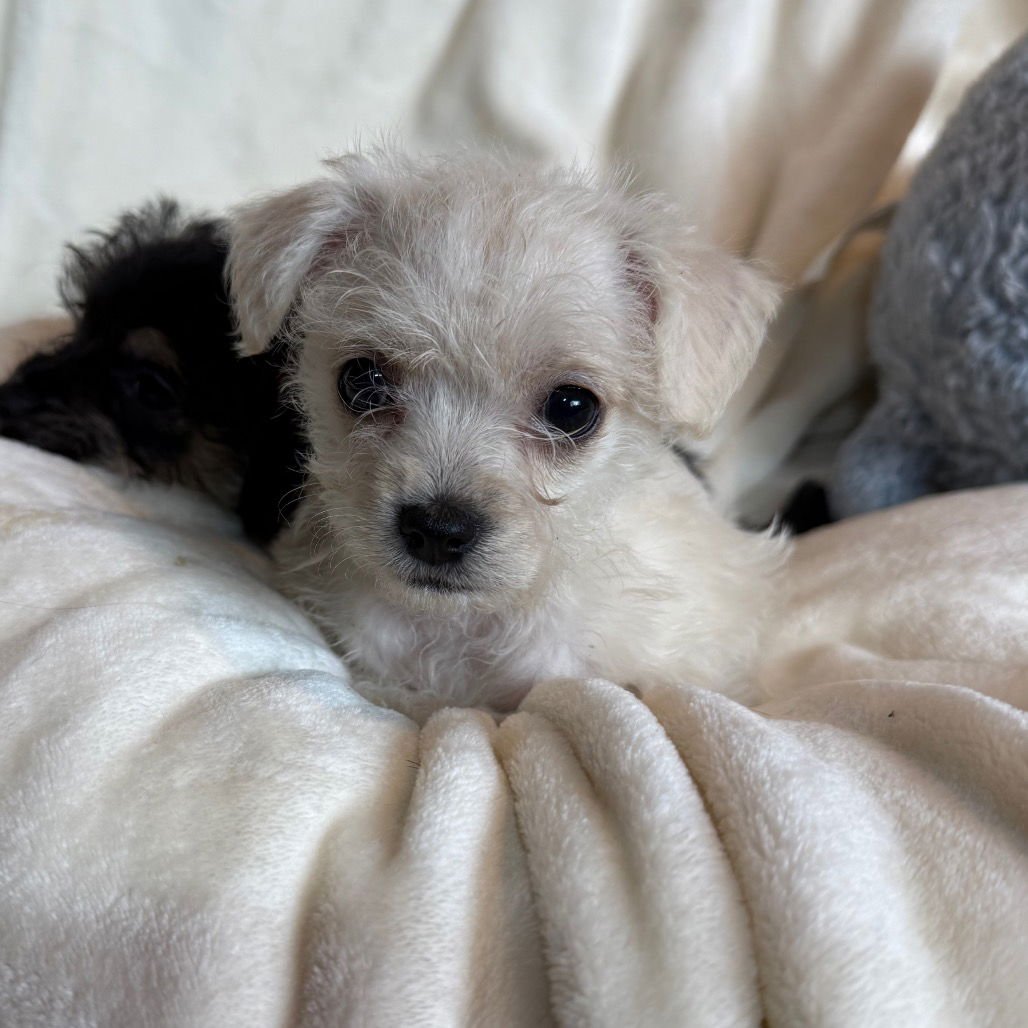 VIXEN - Terrier / Chihuahua available for adoption