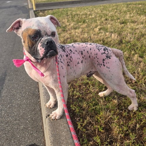 BEBO - Bulldog available for adoption