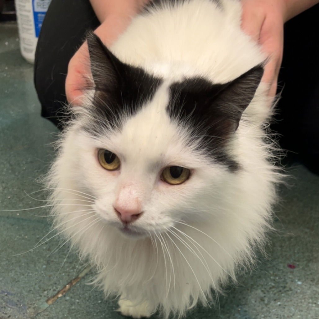 POPPY - Domestic Long Hair available for adoption