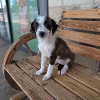 FRIEDA - Photo 1