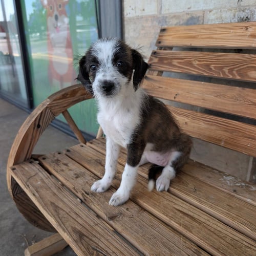 FRIEDA - Schnauzer / Dachshund available for adoption