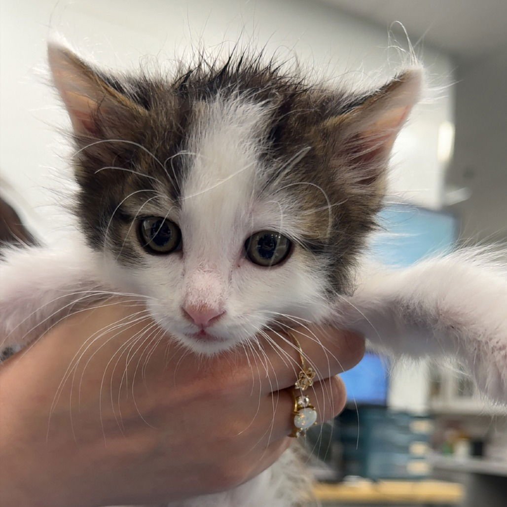 PRINCE EDMUND - Domestic Medium Hair available for adoption