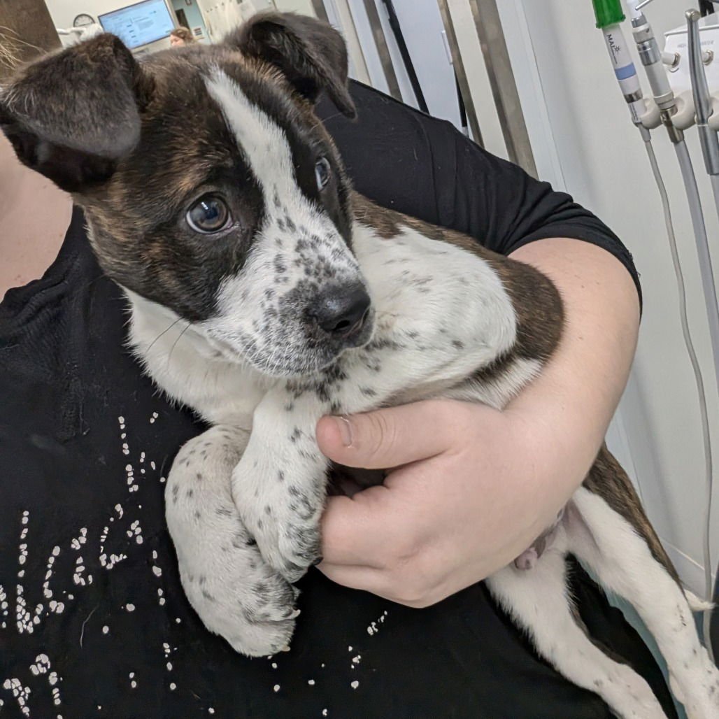 NINI - Terrier available for adoption