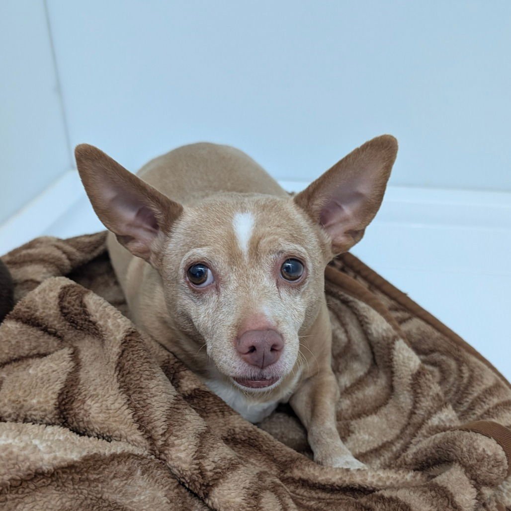 BUTCH - Chihuahua available for adoption