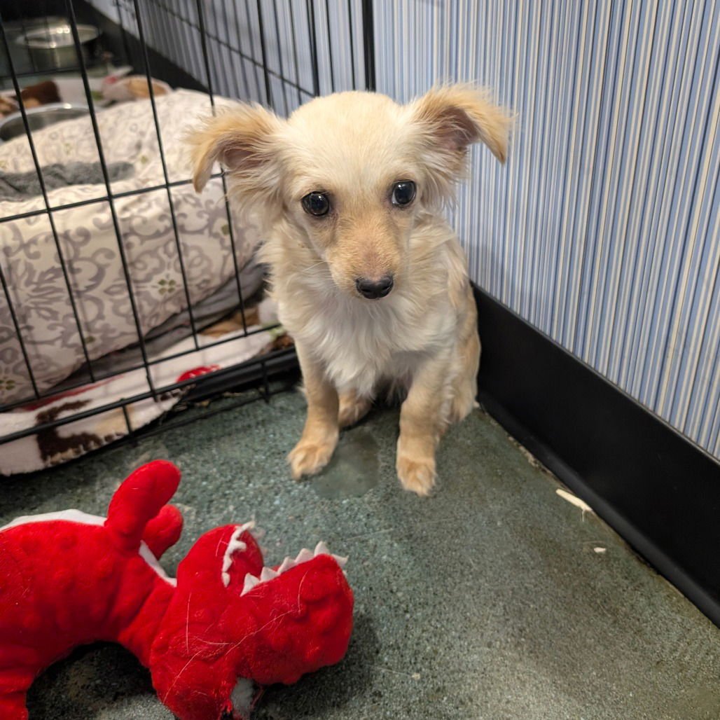 SOLIE - Chihuahua available for adoption