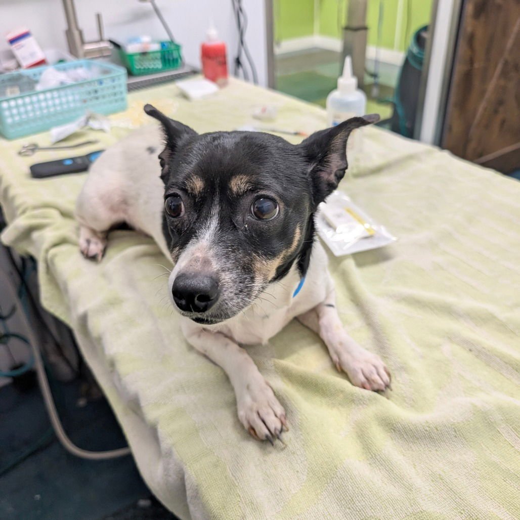 BABY GIRL - Chihuahua available for adoption