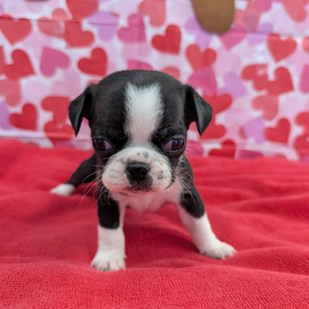 JINGLE - Terrier available for adoption