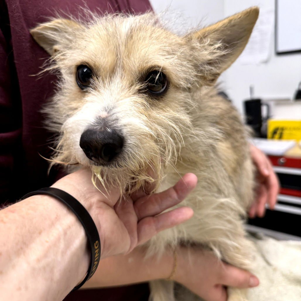 JIFFY - Cairn Terrier available for adoption